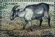 Colnect-1714-653-Goat-Capra-aegagrus-hircus.jpg