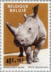 Colnect-184-485-White-Rhinoceros-Ceratotherium-simum.jpg