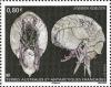 Colnect-3765-818-Crustacean-Epimeria-robusta.jpg