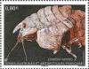 Colnect-3765-819-Crustacean-Epimeria-inermis.jpg