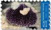Colnect-5825-950-Purple-Sea-Urchin-Sphaerechinus-granularis.jpg
