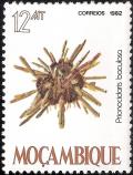 Colnect-1117-183-Baculosa-Urchin-Prionocidaris-baculosa.jpg