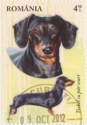 Colnect-1340-684-Short-haired-Dachshund-Canis-lupus-familiaris.jpg