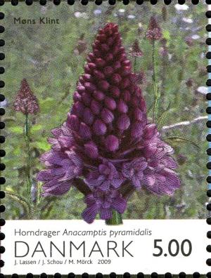 Colnect-1988-514-Pyramidal-Orchid-Anacamptis-pyramidalis.jpg