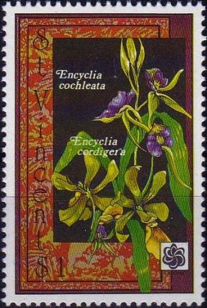 Colnect-3875-826-Encyclia-cochleata-Encyclia-cordigera.jpg