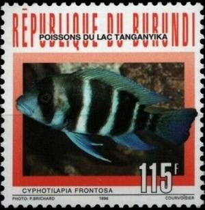 Colnect-5991-528-Frontosa-Cichlid-Cyphotilapia-frontosa.jpg