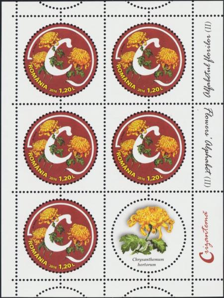 Colnect-5889-525-Letter-C-and-Garden-Chrysanthemum-Chrysanthemum-hortorum.jpg