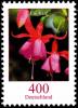 Colnect-5206-289-Fuchsia-sp---Fuschia.jpg