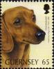 Colnect-5506-914-Short-haired-Dachshund-Canis-lupus-familiaris.jpg