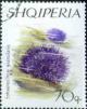 Colnect-1408-283-Purple-Sea-Urchin-Sphaerechinus-granularis.jpg