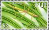 Colnect-1613-871-Coconut-Stick-Insect-Graeffea-crouanii.jpg