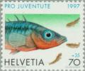 Colnect-141-303-Three-spined-Stickleback-Gasterosteus-aculeatus.jpg