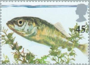 Colnect-123-494-Three-spined-Stickleback-Gasterosteus-aculeatus.jpg