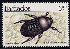 Colnect-1497-072-Black-Hardback-Beetle-Ligyrus-tumulosus.jpg