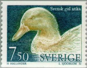 Colnect-164-851-Swedish-yellow-duck-Anas-platyrhynchos-domestica.jpg
