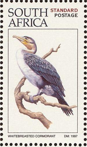 Colnect-1791-722-White-breasted-Cormorant-Phalacrocorax-lucidus.jpg