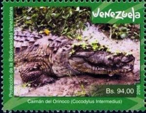 Colnect-4556-013-Crocodylus-intermedius.jpg