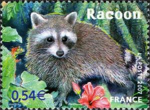 Colnect-553-663-Raccoon-Procyon-lotor.jpg