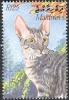 Colnect-961-838-Blue-Mackerel-Tabby-Cornish-Rex-Felis-silvestris-catus.jpg