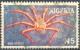 Colnect-4063-338-Red-spider-crab-Macrocheira-kaempferi.jpg