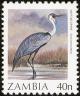 Colnect-864-835-Wattled-Crane-Grus-carunculata.jpg