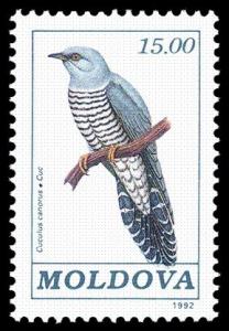 Colnect-348-279-Common-Cuckoo-Cuculus-canarus.jpg