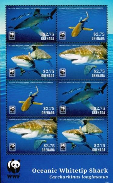 Colnect-4809-732-Whitetip-Oceanic-Shark-Carcharhinus-longimanus.jpg