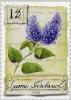 Colnect-411-957-Lilac-Syringa-vulgaris.jpg