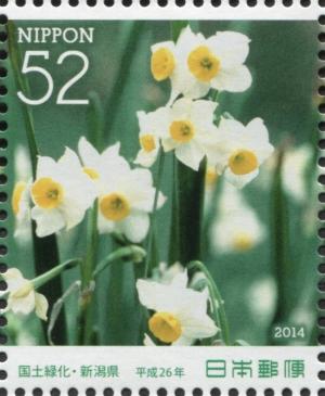Colnect-3047-092-Paperwhite-Daffodil-Narcissus-tazetta.jpg