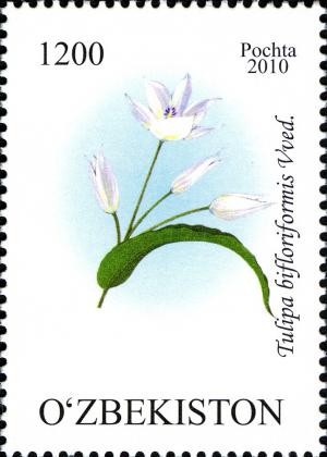 Colnect-854-474-Tulipa-dasystemon-Regel-Regel.jpg