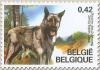 Colnect-563-897-Bouvier-des-Ardennes-Canis-lupus-familiaris.jpg