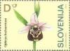 Orchids-of-Slovenia---Late-Spider-Orchid-Ophrys-holoserica.jpg
