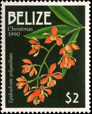 Colnect-2229-605-Epidendrum-polyanthum.jpg