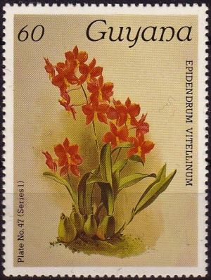 Colnect-3977-376-Epidendrum-vitellinum.jpg