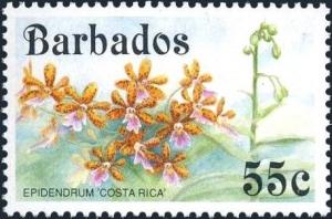 Colnect-5400-486-Epidendrum-Costa-Rica.jpg