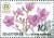 Colnect-3652-567-Rhododendron-mucronulatum.jpg