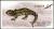 Colnect-572-494-Blotched-Tiger-Salamander-Ambystoma-mavortium-melanostictum.jpg