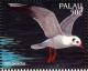 Colnect-2425-167-Black-headed-Gull-Larus-ridibundus.jpg