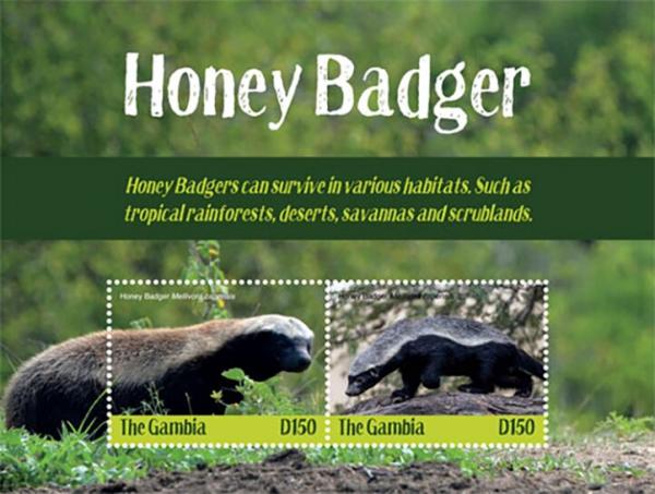 Colnect-5726-978-Honey-Badger-Mellivora-capensis.jpg