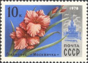 Colnect-2809-638-Gladiolus--Moscovite-.jpg