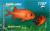 Colnect-2139-055-Blotcheye-Soldierfish-Myripristis-berndti.jpg
