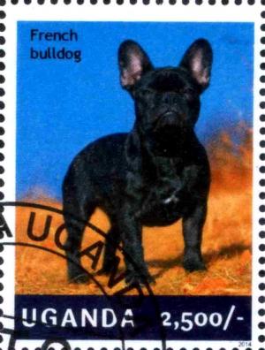 Colnect-3438-322-French-Bulldog-Canis-lupus-familiaris.jpg
