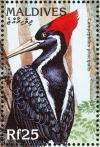 Colnect-1631-957-Ivory-billed-Woodpecker-Campephilus-principalis.jpg
