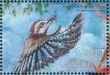 Colnect-3385-962-Cuban-Green-Woodpecker-Xiphidiopicus-percussus.jpg