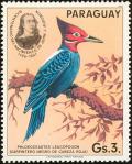 Colnect-1724-428-Cream-backed-Woodpecker-Phloeoceastes-leucopogon.jpg