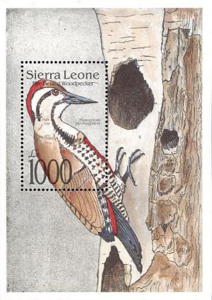 Colnect-1617-962-Fire-bellied-Woodpecker-Dendropicos-pyrrhogaster.jpg