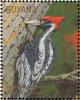 Colnect-3516-441-Ivory-billed-Woodpecker-Campephilus-principalis.jpg