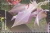 Colnect-4210-942-Dendrobium-johnsoniae.jpg