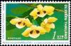 Colnect-5400-848-Dendrobium-pulchellum.jpg