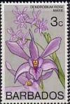 Colnect-578-305-Dendrobium-Rose-Marie.jpg